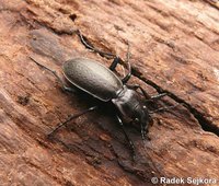 Carabus macrocephalus brabeus