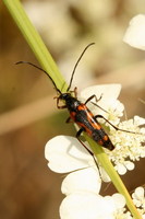 Stenurella septempunctata septempunctata var. latenigra