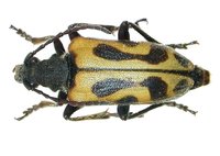 Brachyta interrogationis interrogationis