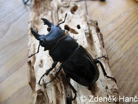 Odontolabis siva