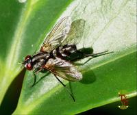 Mintho rufiventris