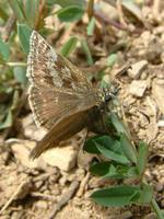 Erynnis tages - Dinky Skipper