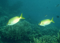 Siganus puellus, Masked spinefoot: fisheries, aquarium