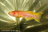 Aphyosemion cognatum, Redspot panchax: aquarium