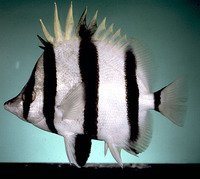 Amphichaetodon melbae, Narrow-barred butterflyfish: aquarium