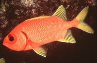 Myripristis chryseres, Yellowfin soldierfish:
