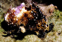 Antennatus strigatus, Bandtail frogfish: