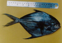Peprilus medius, Pacific harvestfish: fisheries