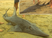 Rhynchobatus australiae, Whitespotted wedgefish: fisheries