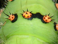 Saturnia pavoniella