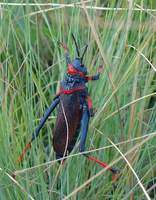 Dictyophorus spumans