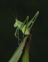 Phaneroptera falcata