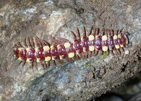 Brachydesmus superus