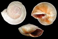 Theba subdentata helicella