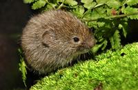 Image of: Synaptomys cooperi (southern bog lemming)