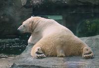 Image of: Ursus maritimus (polar bear)