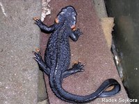 Tylototriton taliangensis - Taliang Knobby Newt