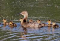 Aythya valisineria - Canvasback