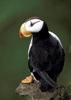 Fratercula corniculata - Horned Puffin