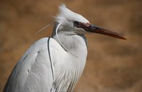 Egretta gularis - Western Reef-Egret