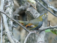 Liocichla omeiensis - Emeishan Liocichla