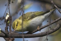 Phylloscopus sibilatrix - Wood Warbler