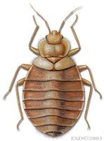 Image of: Cimex lectularius