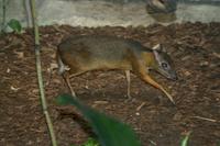 Tragulus javanicus - Lesser Mouse Deer