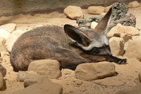 Otocyon megalotis - Bat-eared Fox