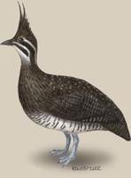 Image of: Eudromia elegans (elegant crested tinamou)