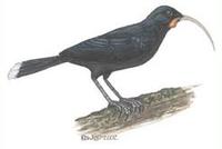 Image of: Heteralocha acutirostris (huia)