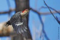 Image of: Melanerpes carolinus (red-bellied woodpecker)