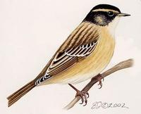 Image of: Prunella montanella (Siberian accentor)