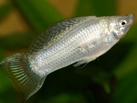 Poecilia latipinna