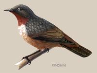 Image of: Saroglossa spiloptera (spot-winged starling)