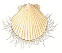 Image of: Chlamys opercularis