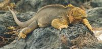 Image of: Conolophus subcristatus (land iguana)