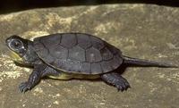 Image of: Emydoidea blandingii (Blanding's turtle)