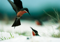 Photo: Rosy Bee-Eaters