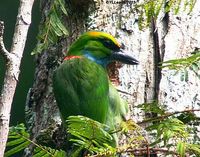 Yellow-crowned Barbet - Megalaima henricii