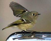 Ruby-crowned Kinglet - Regulus calendula