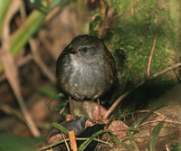 Chestnut-backed Bush Warbler - Bradypterus castaneus