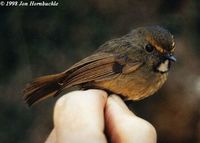 White-gorgeted Flycatcher - Ficedula monileger