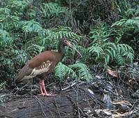 Madagascar Crested Ibis (Lophotibis cristata) photo