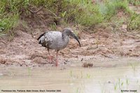 Plumbeous Ibis - Theristicus caerulescens