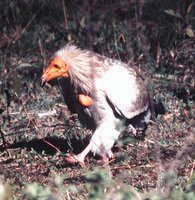 Egyptian Vulture - Neophron percnopterus