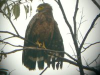 Philippine Serpent-Eagle - Spilornis holospilus