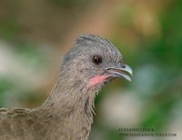 Plain Chachalaca - Ortalis vetula