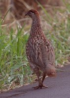 Erckel's Francolin - Francolinus erckelii