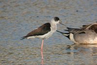 Black-winged Stilt - Himantopus himantopus